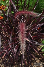 Pennisetum setaceaum 'Kupfer'
